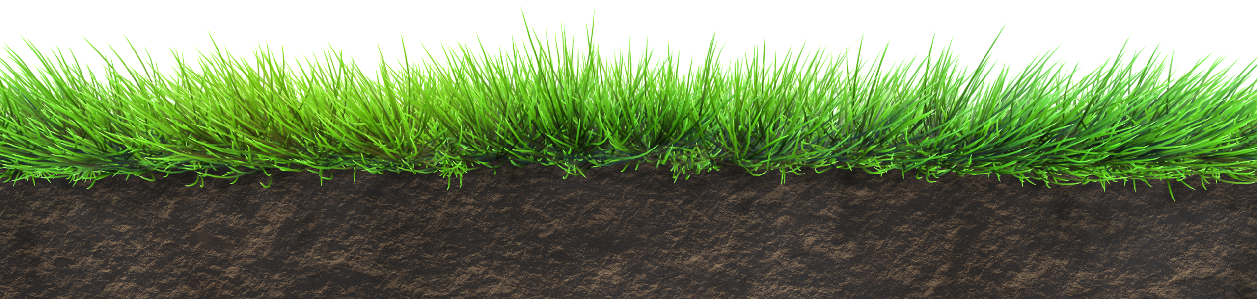 Grass